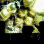 lubi-trish-look-at-bees-02