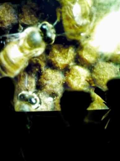 lubi-trish-look-at-bees-02